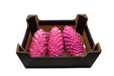 <h4>PINECONE SUGAR PINE PINK</h4>