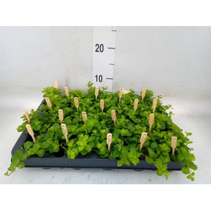 Peperomia rotundifolia