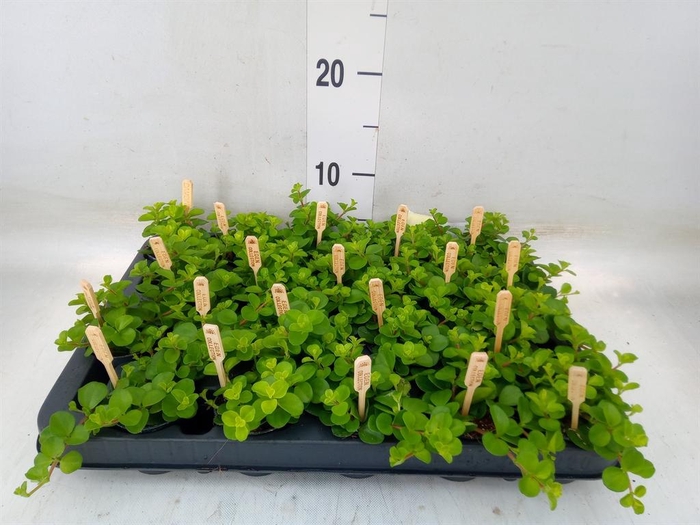 <h4>Peperomia rotundifolia</h4>