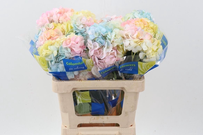 <h4>Hydr Rainbow T Sel</h4>