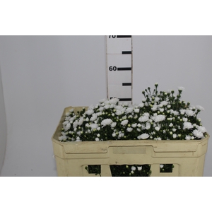 ASTER MARIANA 050 CM