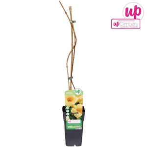 Campsis radicans Flava