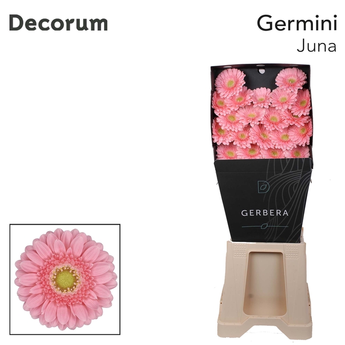 <h4>Germini Juna Diamond</h4>