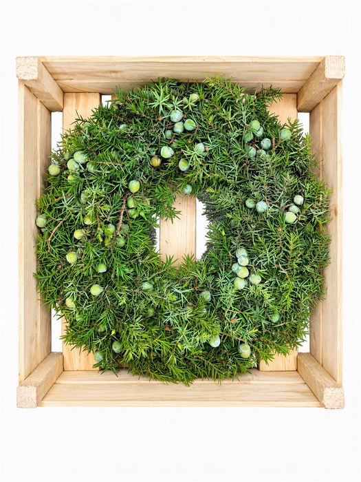 <h4>Wr Jeneverbes Naturel 40cm</h4>