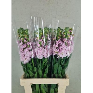 Matth Iron Light Pink