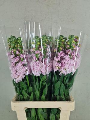 <h4>Matth Iron Light Pink</h4>