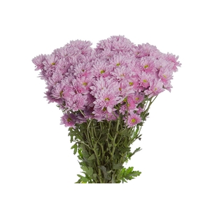 CRISANTEMO SAKURA 080 CM LILAS