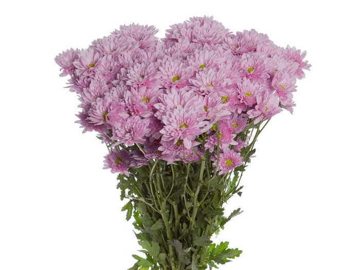 <h4>CRISANTEMO SAKURA 080 CM LILAS</h4>