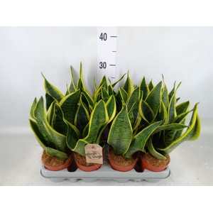 Sansevieria trifa. 'Futura Superba'