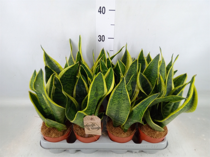 <h4>Sansevieria trifa. 'Futura Superba'</h4>