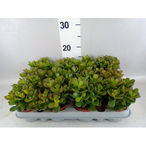Crassula ovata 'Minor'