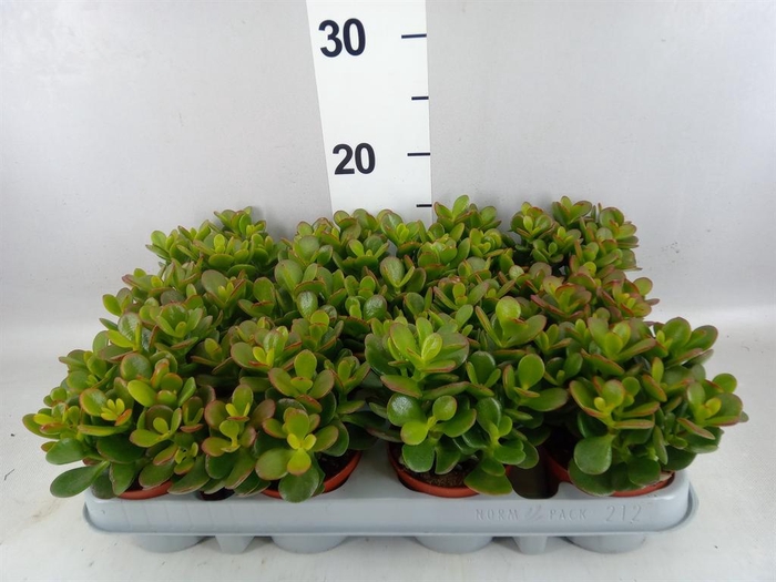 <h4>Crassula ovata 'Minor'</h4>