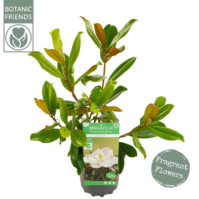 <h4>Magnolia gran. 'Little gem'</h4>