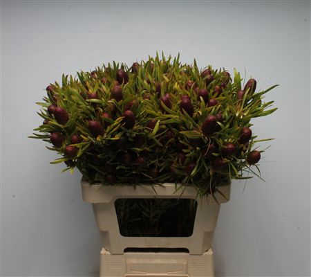 <h4>Kaaps Strictum</h4>