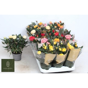 RO KORDAN GRANDE GEM