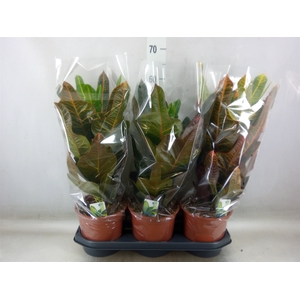 Codiaeum var. GR 'Excellent'