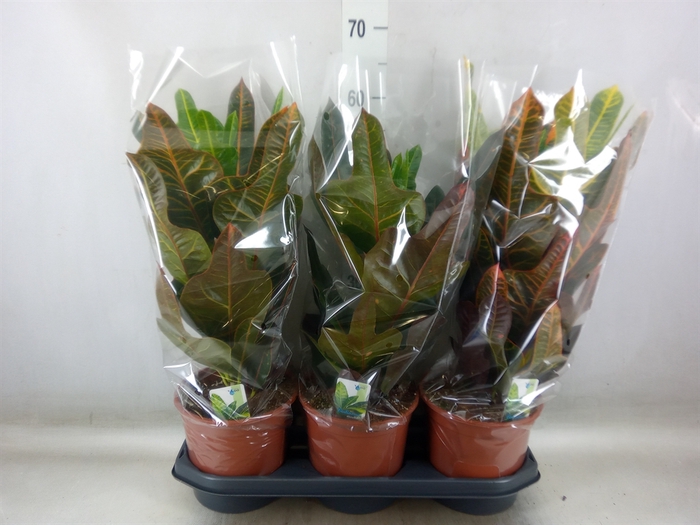 <h4>Codiaeum var. GR 'Excellent'</h4>