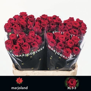 R Gr Red Naomi Marjoland XL 33