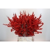 Ilex Verticillata Red XL