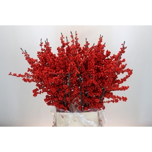 Ilex Rood