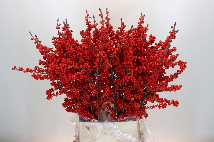Ilex Rood