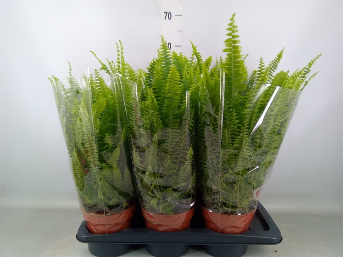 <h4>Nephrolepis exal. 'Green Lady'</h4>