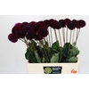 Dahlia Black Lars