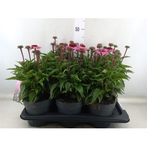 Echinacea purp. 'Mooodz Courage'