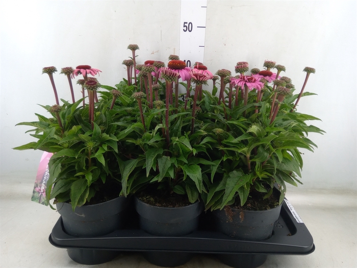 <h4>Echinacea purp. 'Mooodz Courage'</h4>