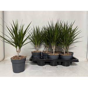DRA MARGINATA