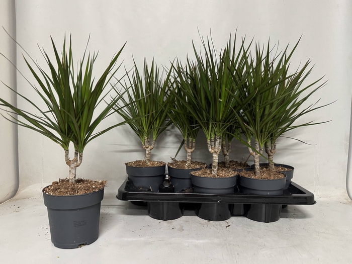 <h4>DRA MARGINATA</h4>