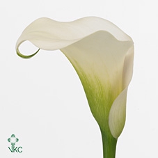 <h4>Calla Ventura</h4>