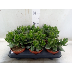 Crassula  'Hulk'