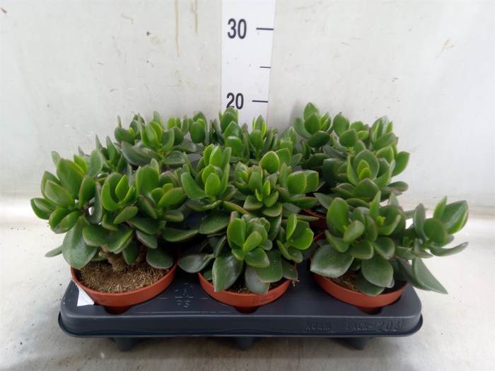 <h4>Crassula  'Hulk'</h4>