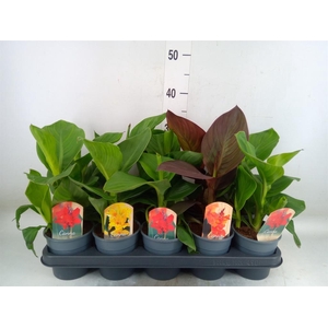 Canna  'Cannova'   ...mix