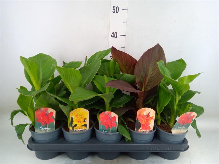 <h4>Canna  'Cannova'   ...mix</h4>