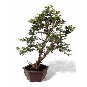 Syzygium buxifolium, pot 33 cm , height 85cm. with driptray. (single item)