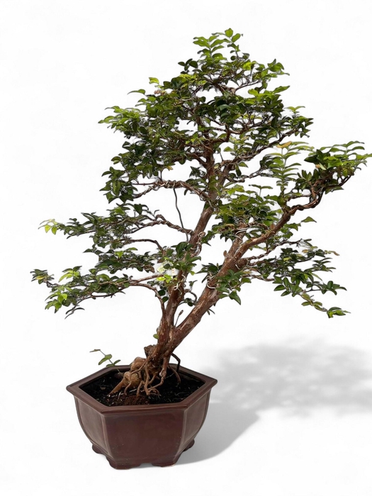 <h4>Syzygium buxifolium, pot 33 cm , height 85cm. with driptray. (single item)</h4>