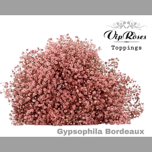 GYPS PA BORDEAUX