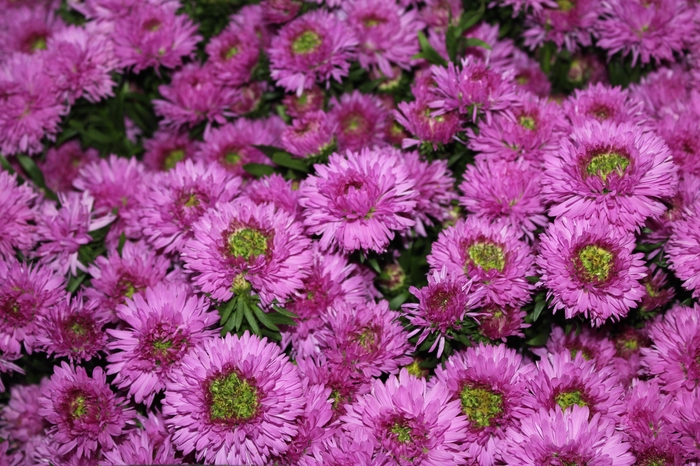 <h4>ASTER DOBRADO PINK 060 CM</h4>