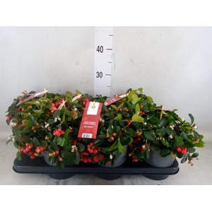 Gaultheria proc. 'Big Berry'