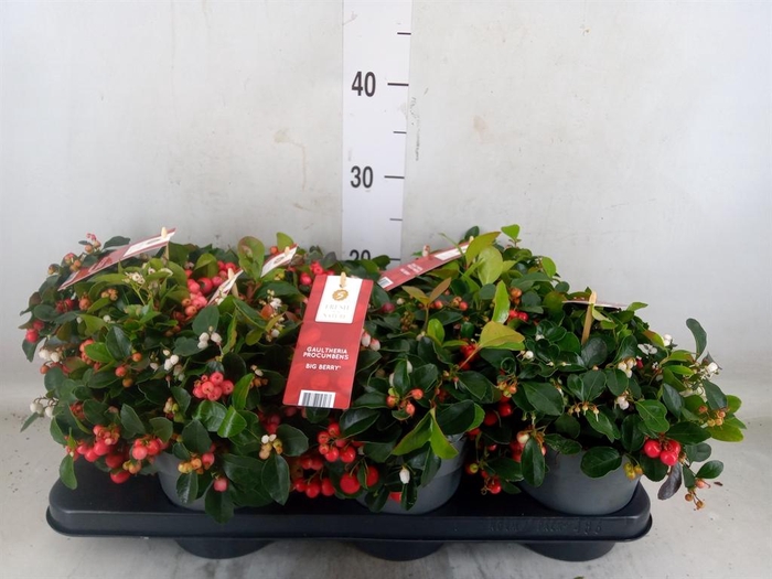 <h4>Gaultheria proc. 'Big Berry'</h4>