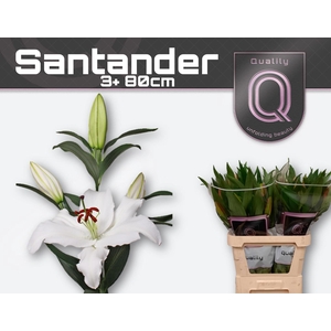 LI OR SANTANDER 3+ 80cm