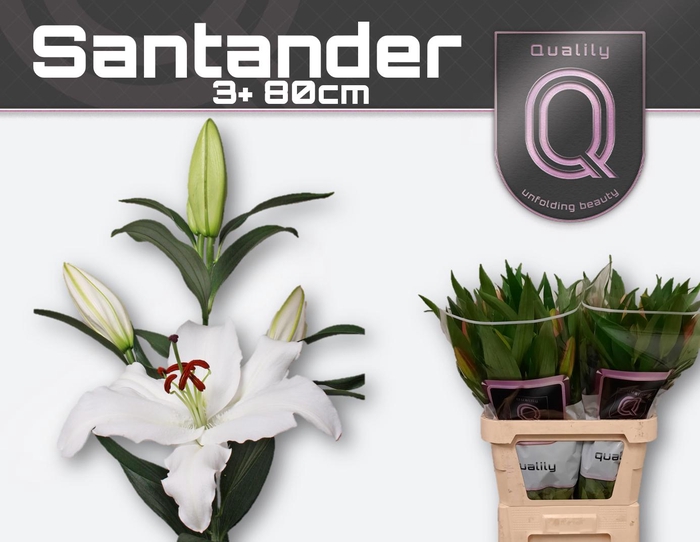 <h4>LI OR SANTANDER 3+ 80cm</h4>