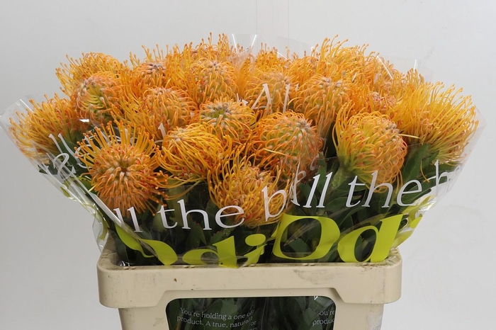 <h4>Nutans Soleil</h4>