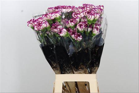 <h4>Di St Isola</h4>