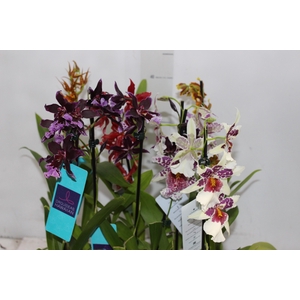 ORQUIDEA HAWAIIAN VARIADO P09 MIN 1
