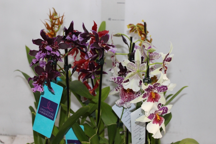<h4>ORQUIDEA HAWAIIAN VARIADO P09 MIN 1</h4>