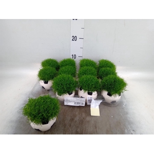 Arr.   Kamerplant Groen L%