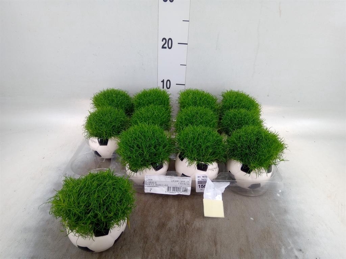 <h4>Arr.   Kamerplant Groen L%</h4>